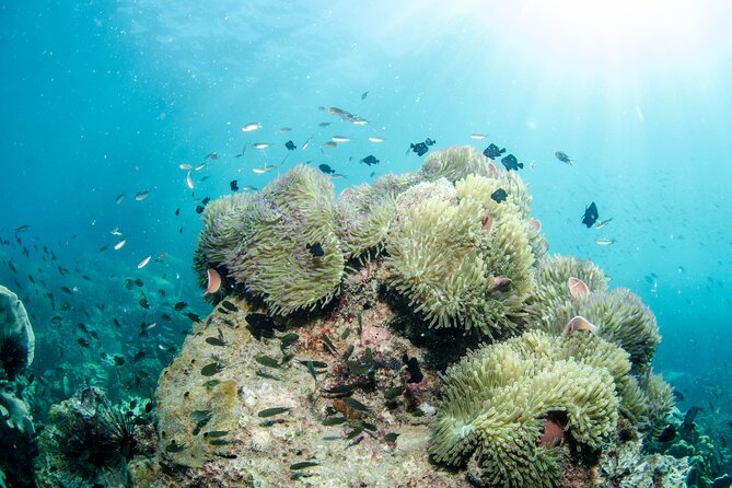 Try Scuba Diving 2 Dives Bang Bao - Two coral reef sessions, not a rushed pool sampler