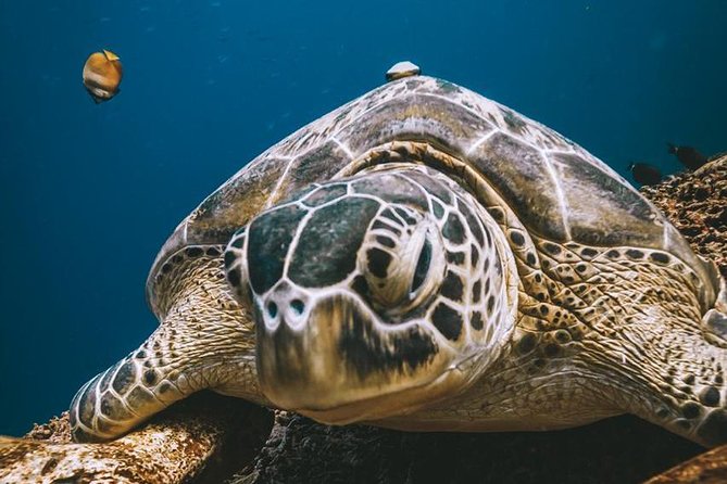 Try Scuba Diving - What the Basic Diver certification means