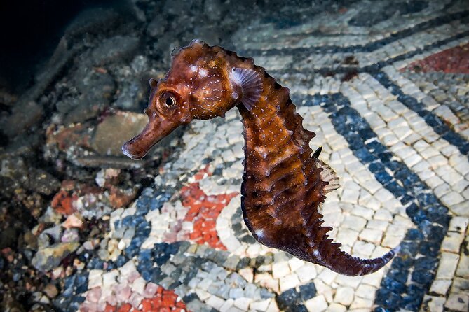 Try Scuba Diving and Underwater Roman Ruins in Baia from Naples - Why Baia’s Roman ruins are worth seeing underwater