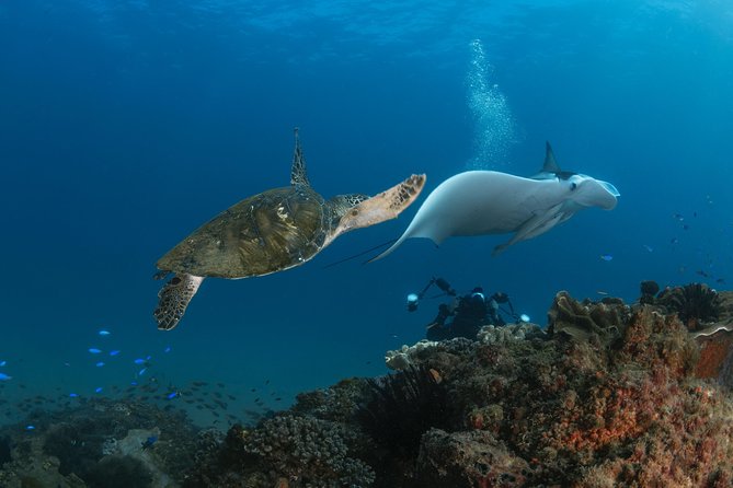 Try Scuba Diving at Cook Island – Guided Ocean Dive with Turtles - A first taste of scuba at Cook Island