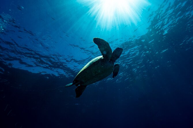 Try Scuba Diving at Cook Island – Guided Ocean Dive with Turtles - What the 6:30 am start means