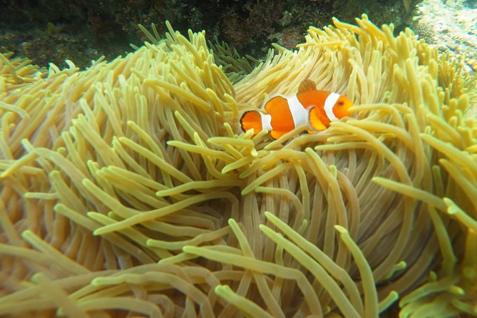 Try Scuba Diving at Padang Bai - Two morning sessions, with room to get comfortable