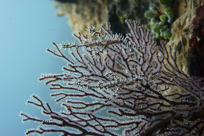 Try Scuba Diving at Tulamben Shipwreck - What happens at the beach and underwater