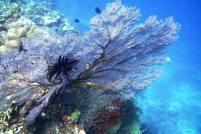 Try Scuba Diving at Tulamben Shipwreck - Lunch, equipment, and the real value of $104.90