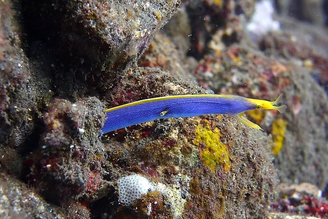 Try Scuba Diving at Tulamben Shipwreck - The main drawbacks to weigh before booking