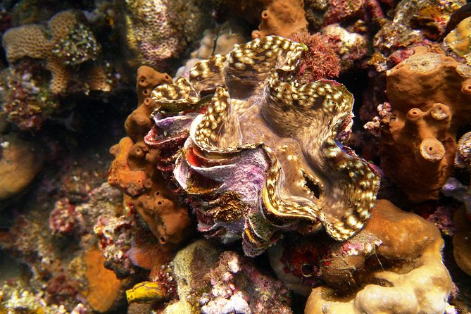Try Scuba Diving at Tulamben Shipwreck - Who will get the most from this experience