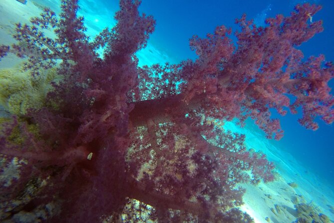 Try Scuba Diving Experience for Beginners in Hurghada - The second reef session