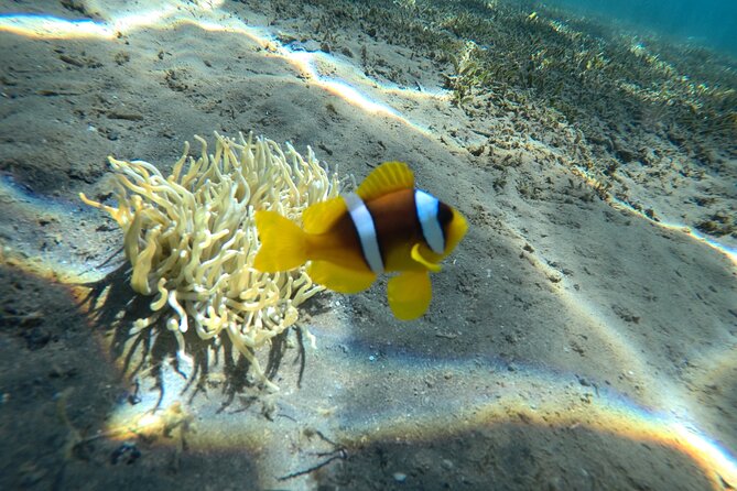 Try Scuba Diving Experience for Beginners in Hurghada - A personal approach for nervous beginners