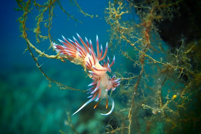 Try Scuba Diving for Beginners by Boat on Diaporos Island - Your first underwater breaths near Diaporos Island