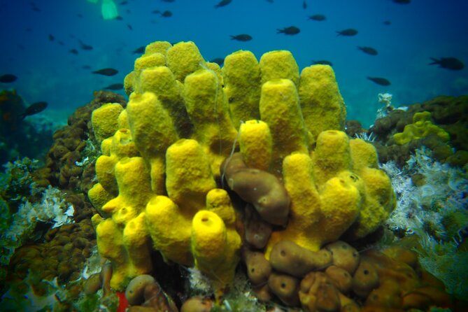 Try Scuba Diving for Beginners by Boat on Diaporos Island - Stops 3 and 4: Vourvourou and Lagonisi