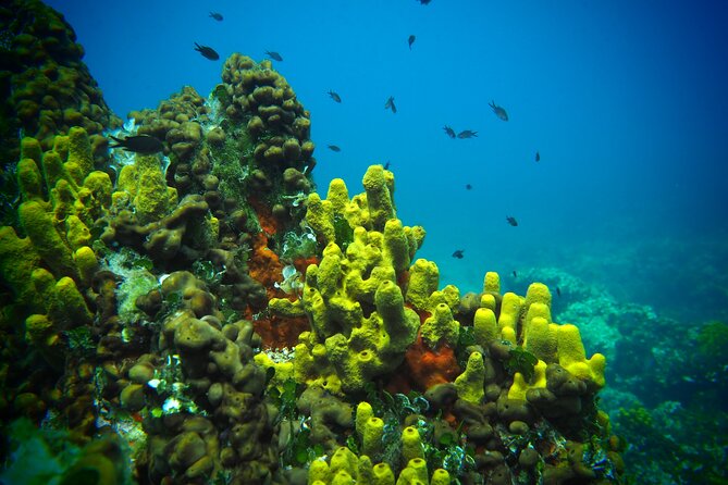 Try Scuba Diving for Beginners by Boat on Diaporos Island - What is included for $119.14