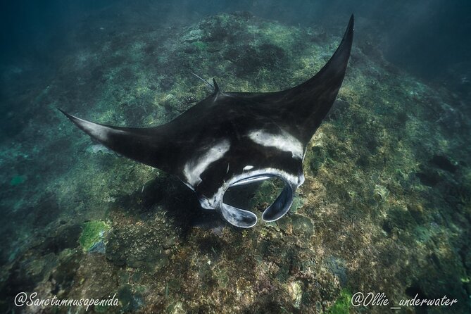 Try Scuba Diving for Beginners with manta rays (Non - Certified) - The 8:30 am start at Sanctum Dive Center