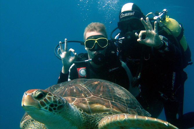 Try Scuba Diving in a turtle area (boat) - Key points to know before you book