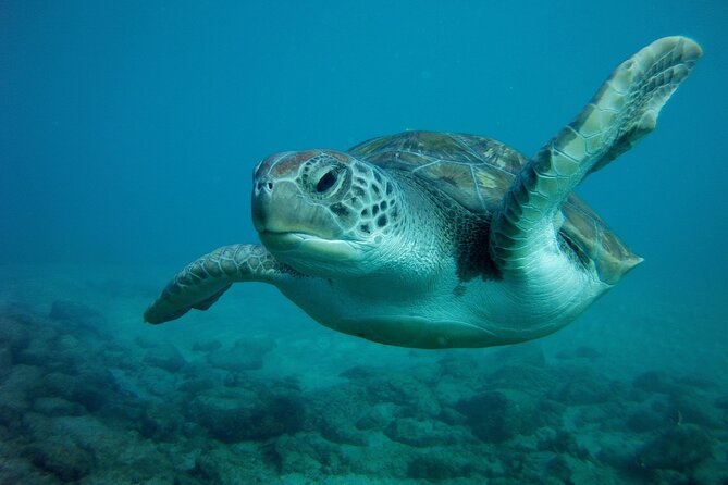 Try Scuba Diving in a turtle area (boat) - Timing, weather, and the small details that matter