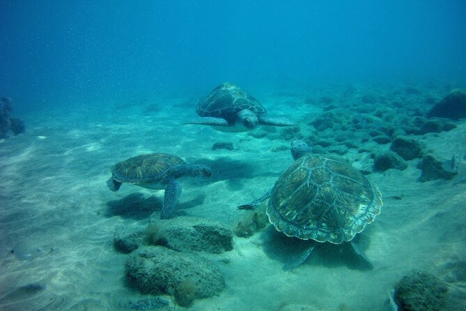 Try Scuba Diving in a turtle area (boat) - Is the $84.66 price fair?