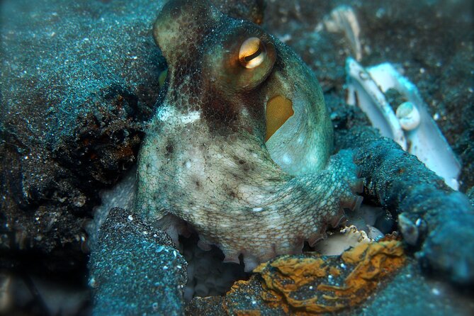 Try Scuba Diving in a turtle area (boat) - Booking, cancellation, and practical planning