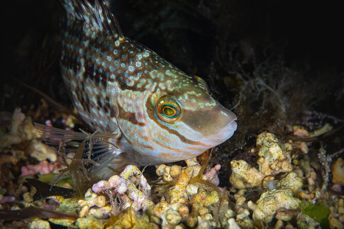 Try Scuba Diving in Galway, Ireland - Why the four-person limit helps