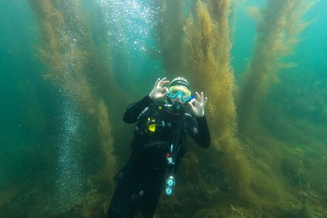 Try Scuba Diving in Galway, Ireland - Coral Strand’s marine life