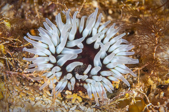 Try Scuba Diving in Galway, Ireland - The four-hour option and what changes