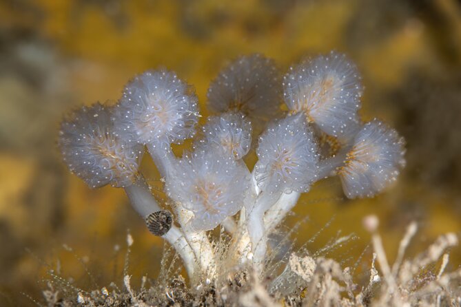 Try Scuba Diving in Galway, Ireland - Medical checks and who can take part