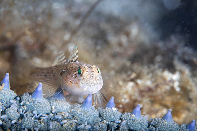 Try Scuba Diving in Galway, Ireland - What you do during the two-hour session