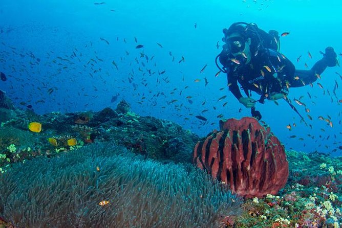 Try Scuba Diving In Havlock - Key points to know before booking