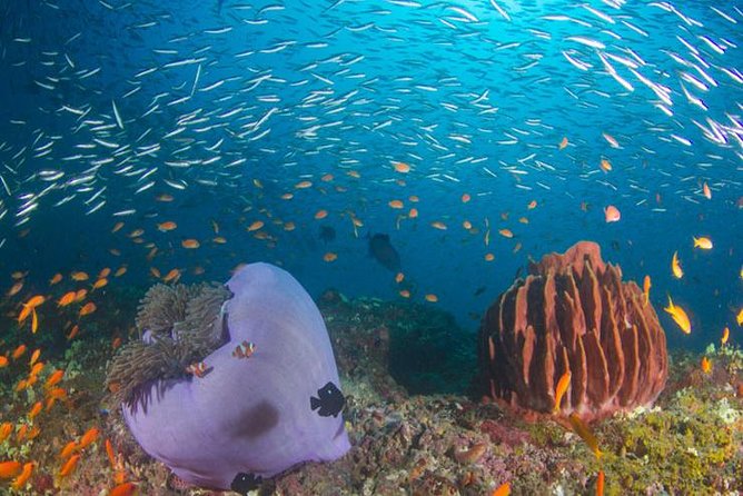 Try Scuba Diving In Havlock - Meeting at SeaShell before the morning session