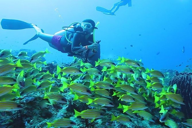 Try Scuba Diving In Havlock - Is $130 good value for 30 minutes?