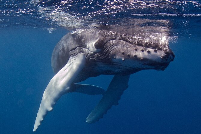 Try Scuba Diving in Kauai From a Boat: No Experience Necessary - Price, timing, and what you receive