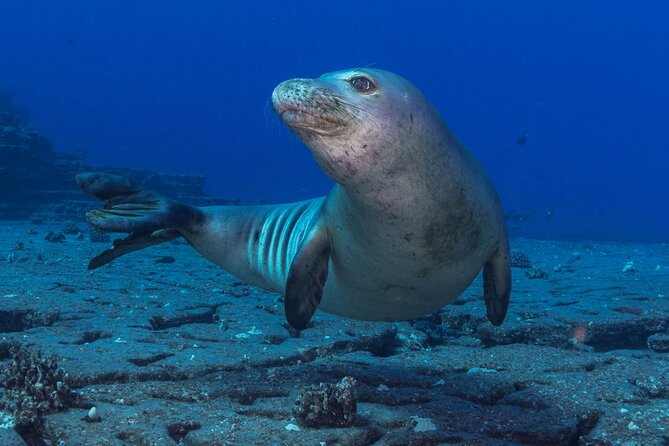 Try Scuba Diving in Kauai From a Boat: No Experience Necessary - Important health and altitude rules