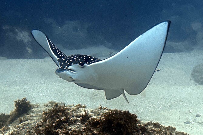Try Scuba Diving in Kauai From a Boat: No Experience Necessary - Who should book this Kauai scuba experience?