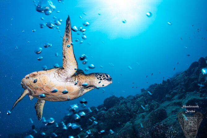 Try Scuba Diving in Kauai From a Boat: No Experience Necessary - Should you book it?