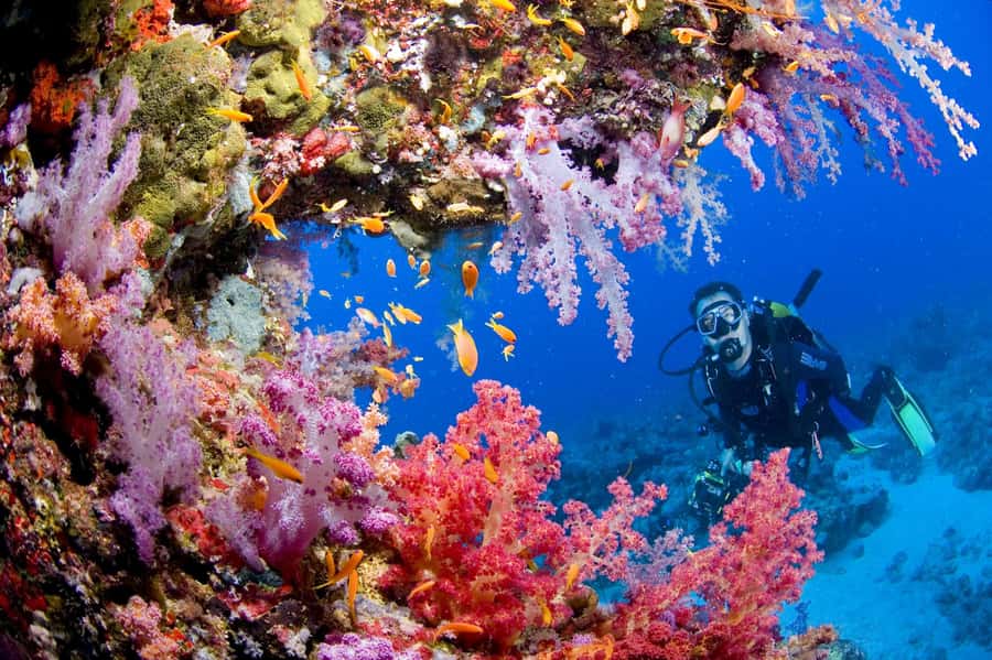 Try Scuba Diving in Racha Yai/noi: 3 Dives for Non-Certified - Session one: getting comfortable at 2 to 3 meters