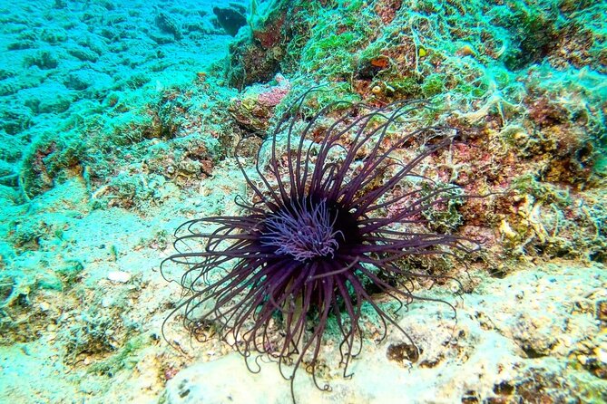 Try Scuba Diving in Split - Your first underwater session near Split