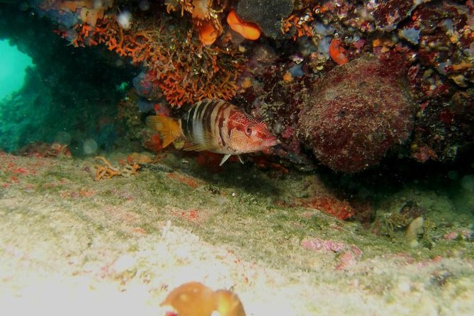 Try Scuba Diving in Split - Instructors who help first-timers settle down