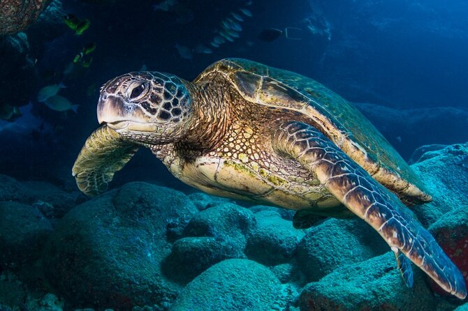 Try Scuba Diving on Kaua’i with Sea Turtles - Why this Kauai scuba experience is different