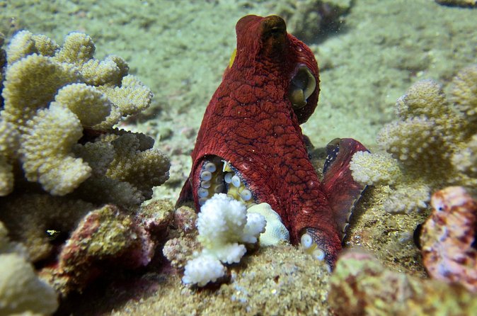 Try Scuba Diving on Kaua’i with Sea Turtles - The boat and the surface interval