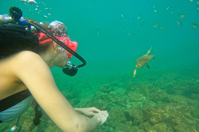 Try Scuba Diving & snorkeling with BBQ lunch & Transfer - Snorkeling gives the day a gentler second pace