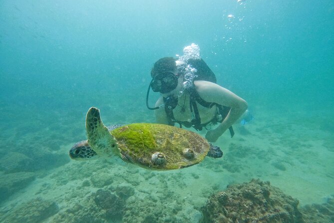 Try Scuba Diving & snorkeling with BBQ lunch & Transfer - Underwater photos are a useful souvenir