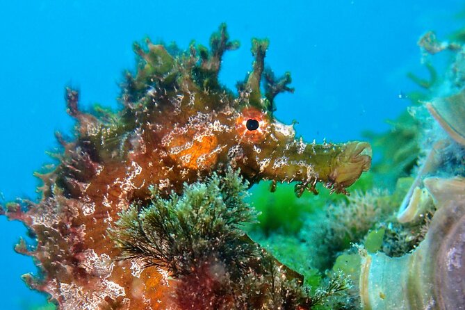 Try Scuba Diving with 2 Ocean Dives - The instructors make the biggest difference