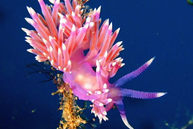 Try Scuba Diving with 2 Ocean Dives - What is included, and what costs extra