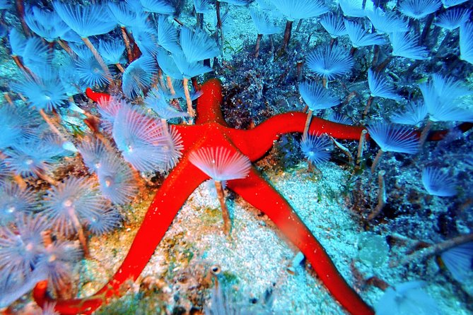 Try Scuba Diving with 2 Ocean Dives - Morning timing and transport from Costa Teguise