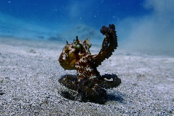Try Scuba Diving with 2 Ocean Dives - Who will enjoy this most