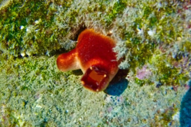 TRY SCUBA DIVING with a Dedicated Instructor - What the $145.12 price really covers