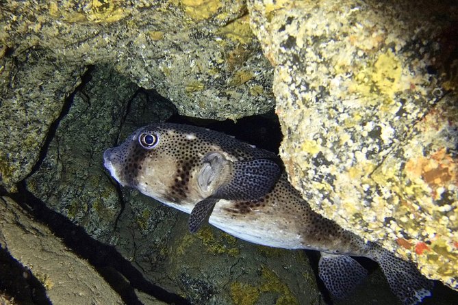 TRY SCUBA DIVING with a Dedicated Instructor - The briefing makes the first attempt less intimidating