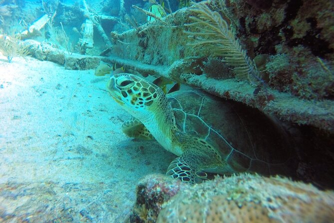 Try Scuba Diving with Professional Scuba Instructor - Weather and cancellation flexibility