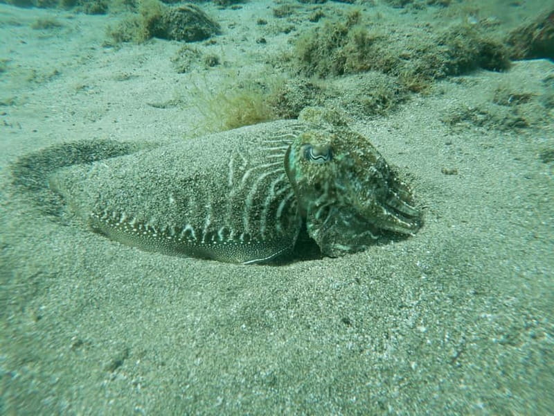 TRY SCUBA - Experience for beginners - Who will enjoy this best?