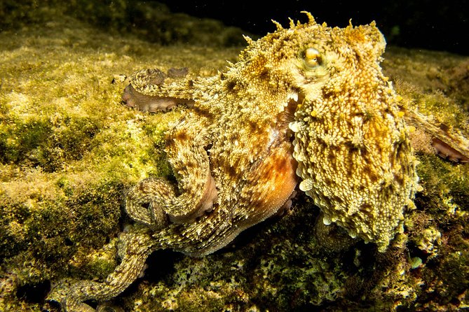 Try Scuba in Crete – Free Certification & Photos (Beginners) - Free photos and the SSI card