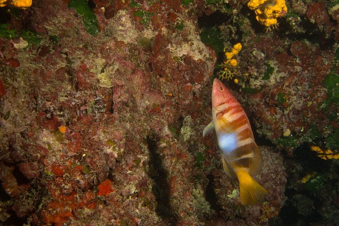 Try Scuba in Crete – Free Certification & Photos (Beginners) - Who will enjoy this most?