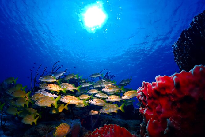 Tulum Diving (Reef) 2 Tanks - Why the 8:30 am schedule works